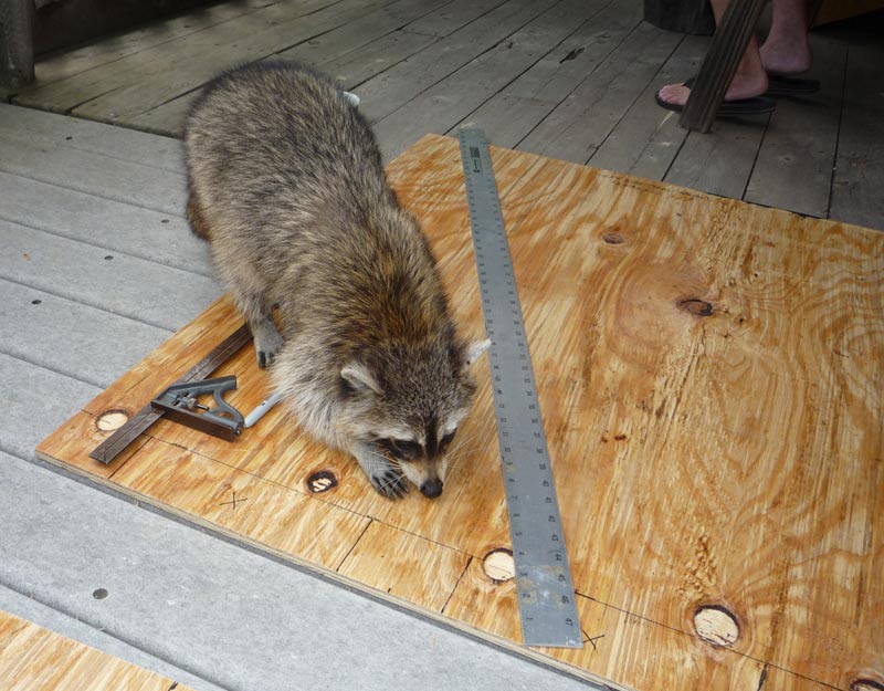 Marusho ST for sale at MarushoLilac.com: cutting parts for crate, with raccoon helper